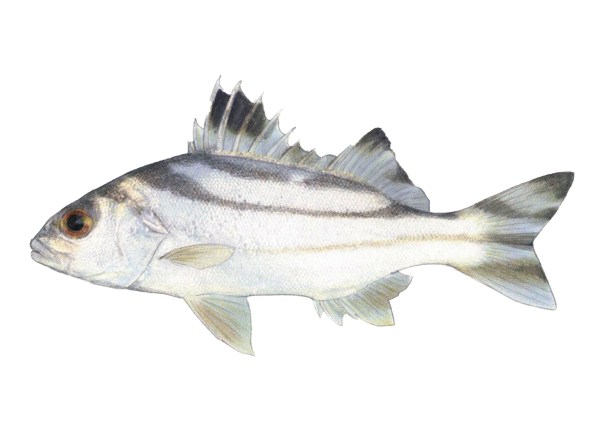 bagaong fish