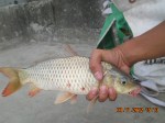 Carp (Karpa) | Fishing The Philippines