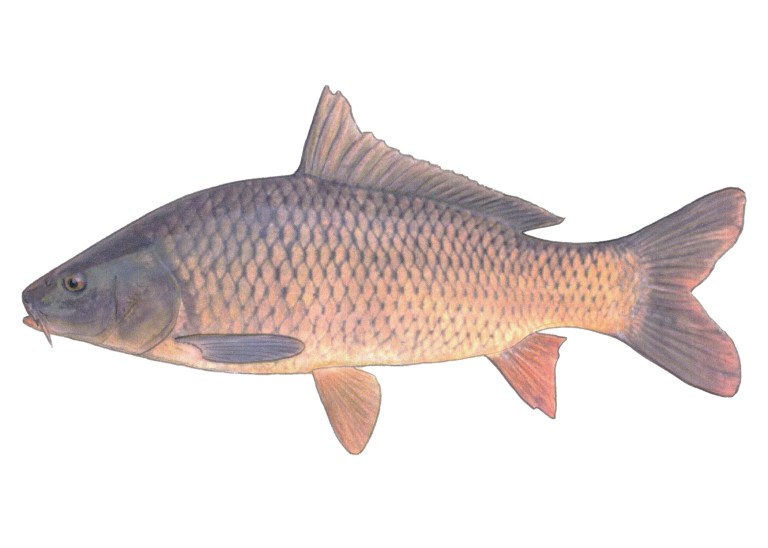 Carp (Karpa) | Fishing The Philippines