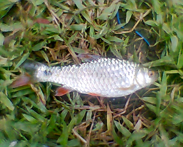 Karfa Fish Carp (Karpa) | Fishing The Philippines
