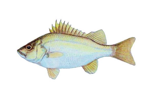 ayungin fish