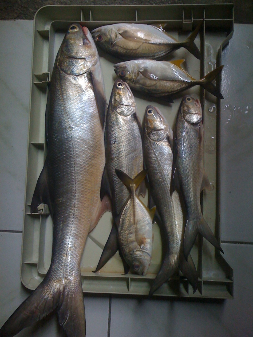 Thread Fin Fish Goa Threadfin Salmon (Mamale) | Fishing The Philippines