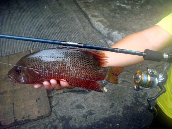 Snapper Philippines Lures