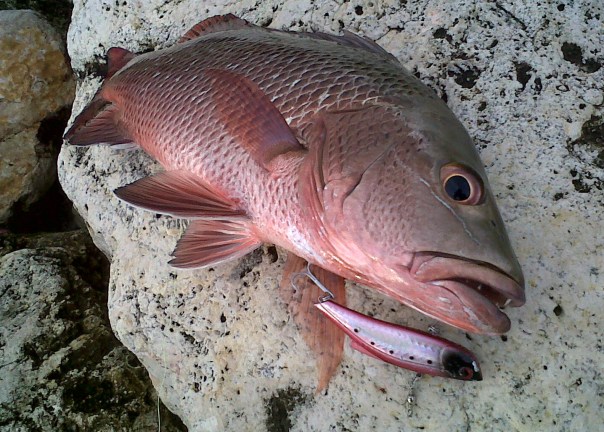 shimano reels philippines