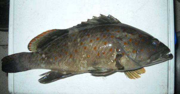 orange sppot grouper