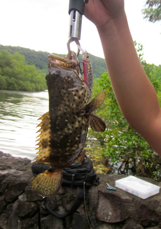 Epinephelus malabaricus