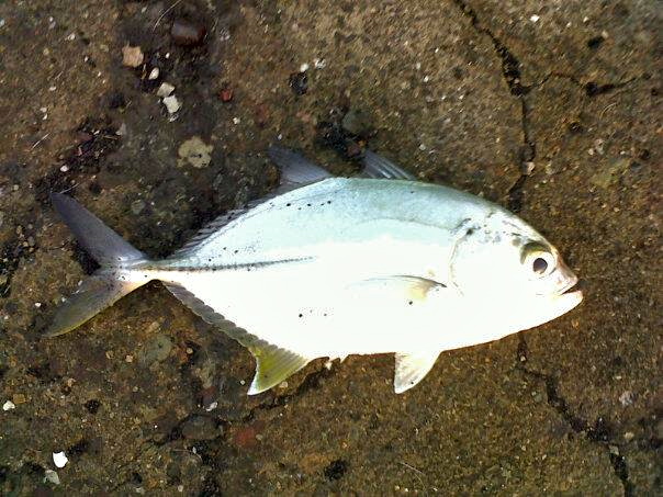 bigeye trevally