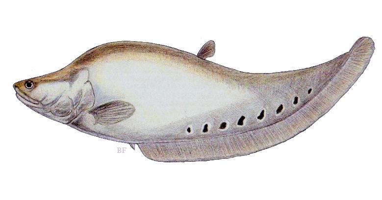 laguna lake invasive species