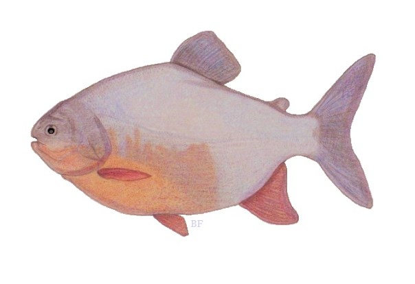 Red Pacu ( Piaractus brachypomus ) | Fishing The Philippines