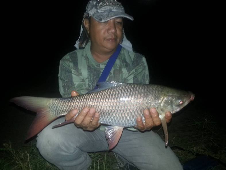 rohu carp philippines