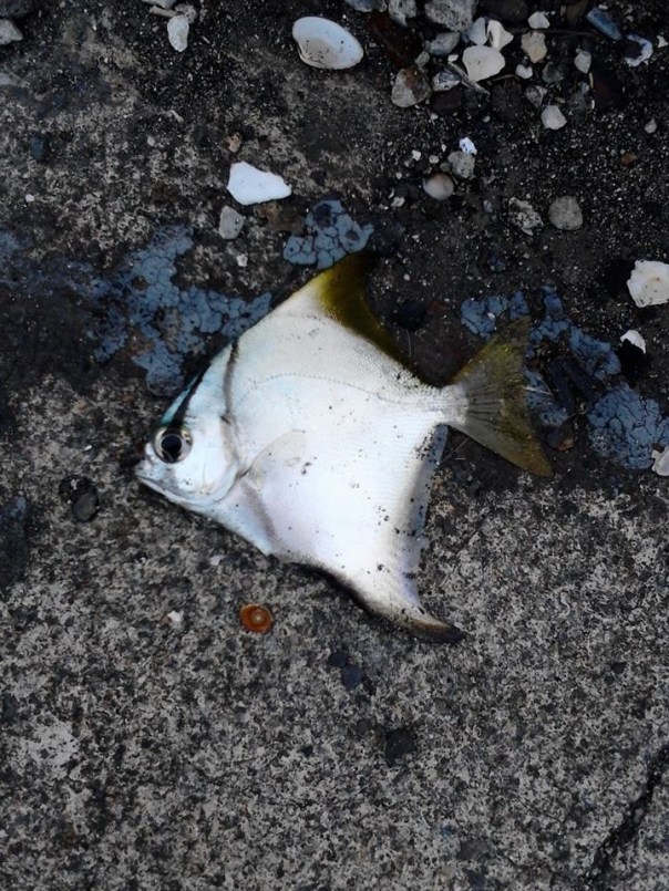 Monodactylus argenteus