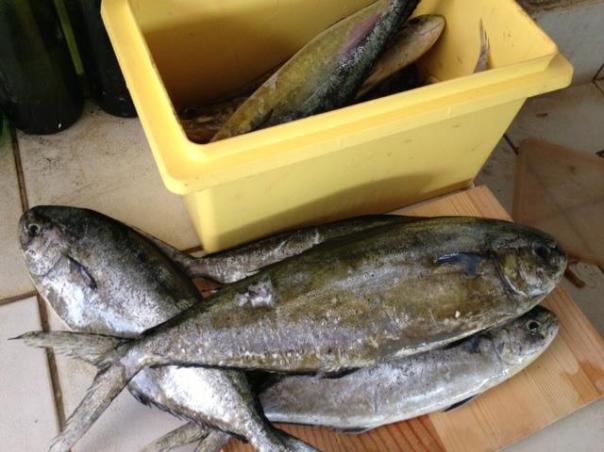 Coryphaena equiselis