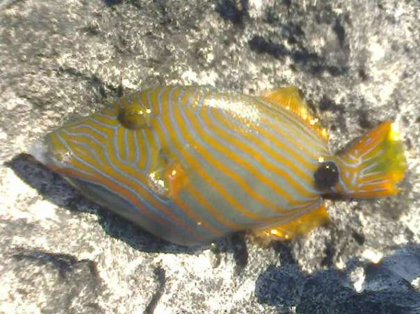 triggerfish species philippines