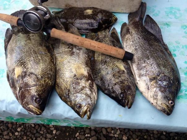 dumaguete tripletail