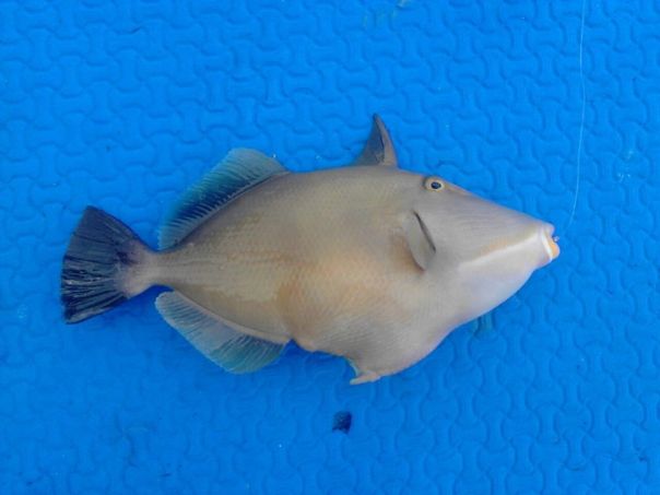 Bridled Triggerfish