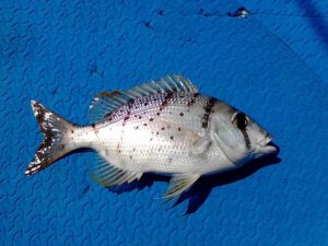 Bream (Bakoko) | Fishing The Philippines
