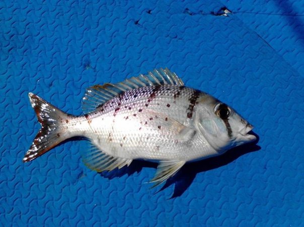 fishing charter cebu city