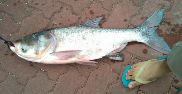 carp species in the Philippines