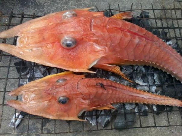 armored gurnard