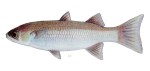 Mullet (Banak) | Fishing The Philippines