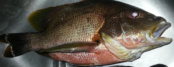Snapper (Maya Maya) | Fishing The Philippines