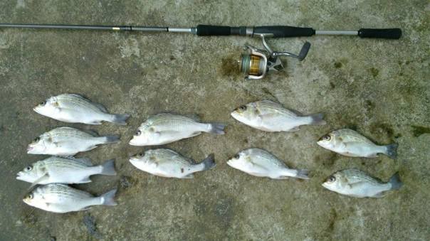 Bream (Bakoko) | Fishing The Philippines