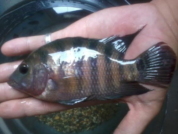 mayan cichlid