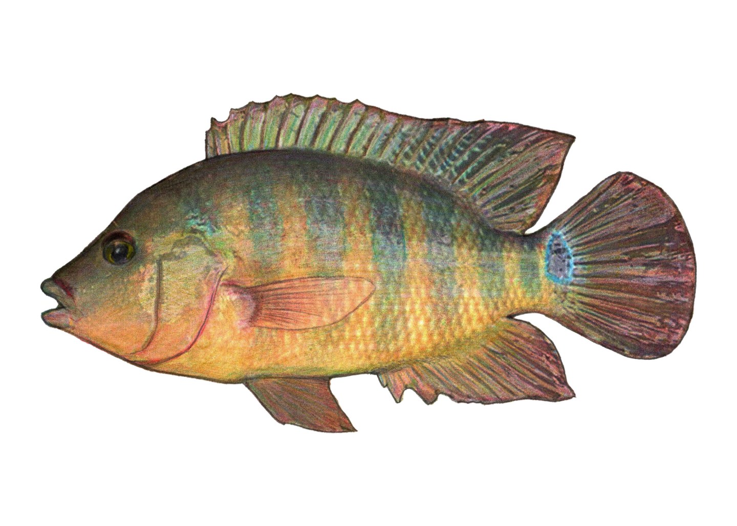 Mlimba Fish Tilapia | Fishing The Philippines