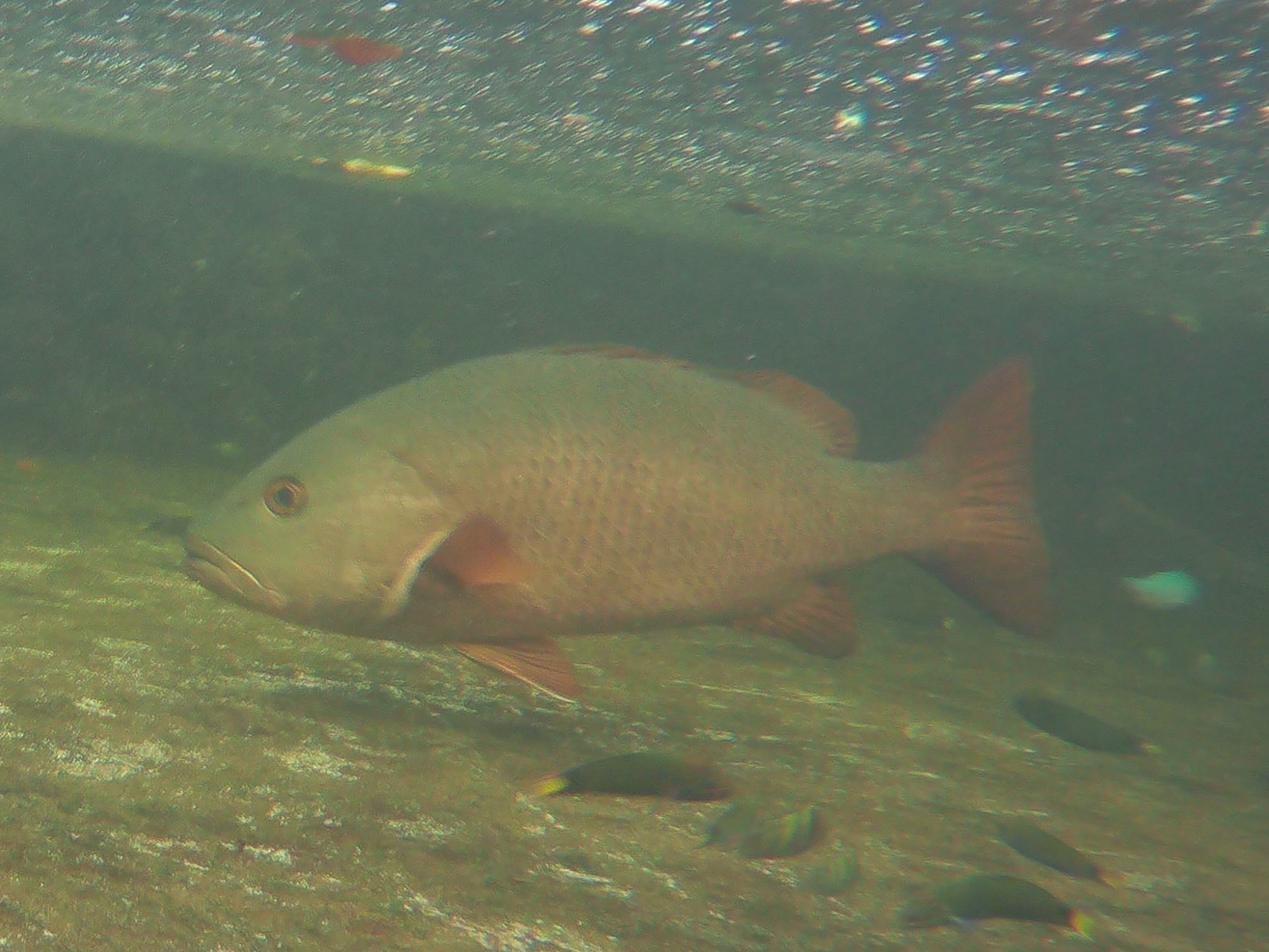 Spearfishing Gear Philippines