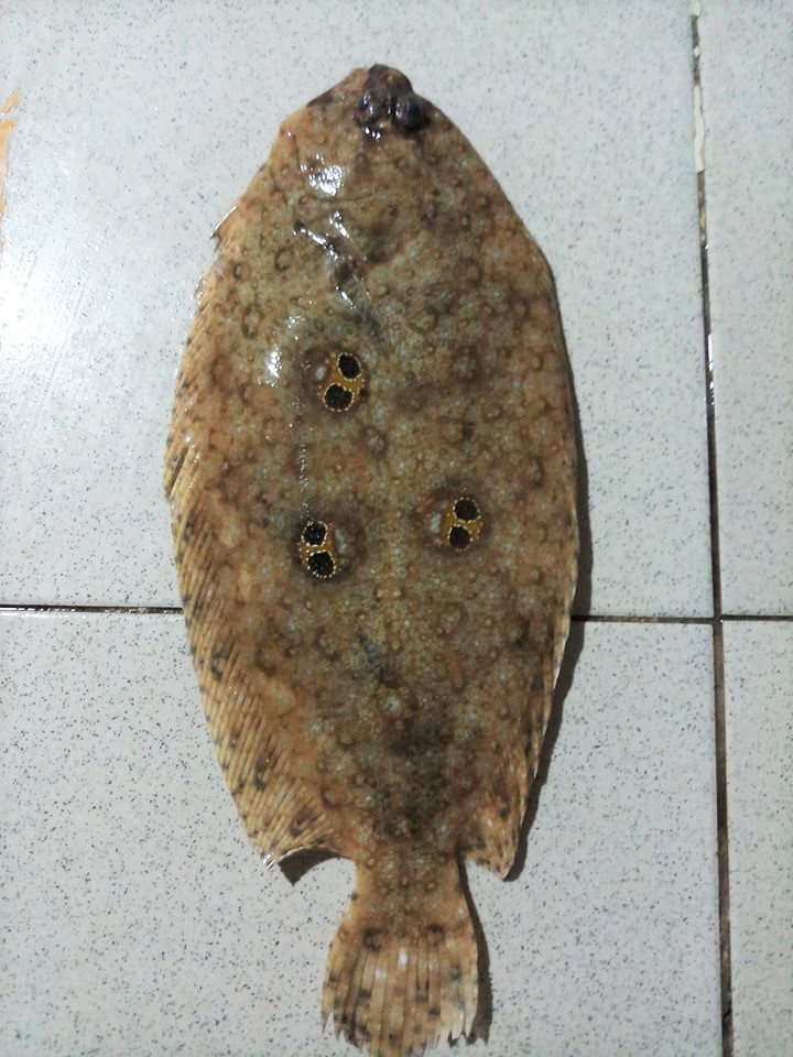 what species of flounder are there in the Philippines