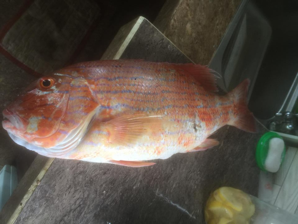 snapper species of the Philippines